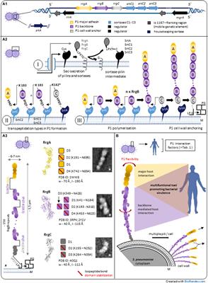 Streptococcus pneumoniae Type 1 Pilus – A Multifunctional Tool for Optimized Host Interaction